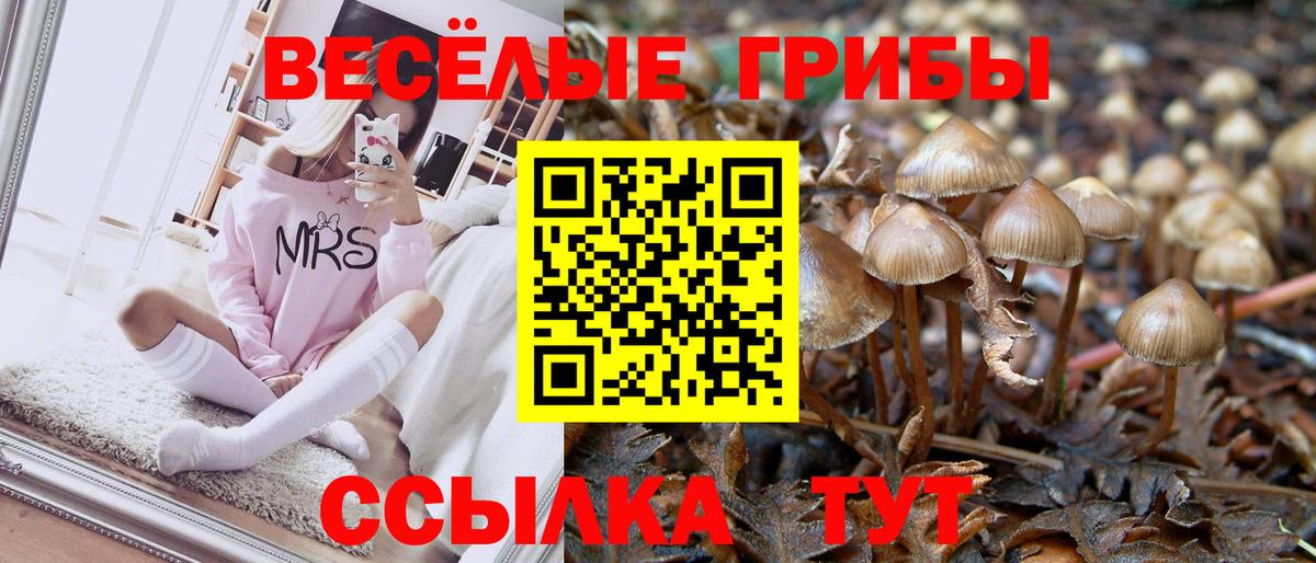 Псилоцибиновые грибы мухоморы  продажа наркотиков  Черняховск  Вход с VPN 